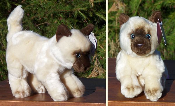 Siamese Kitten from First & Main