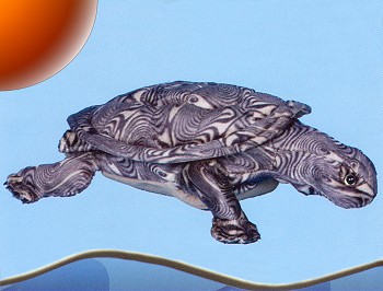 Stuffed Wood Turtle