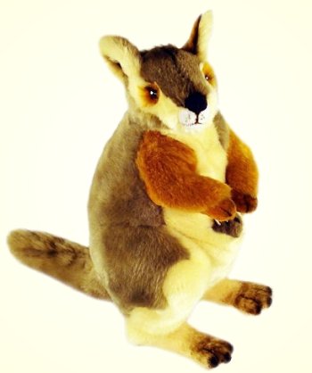 Bocchetta Wattle Rock Wallaby